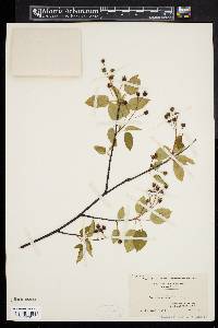 Amelanchier laevis image