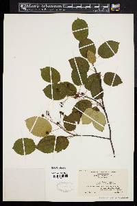 Amelanchier laevis image