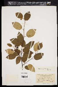 Amelanchier laevis image