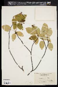 Amelanchier laevis image