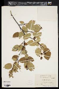 Amelanchier laevis image