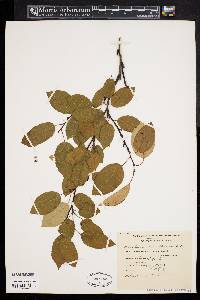 Amelanchier laevis image