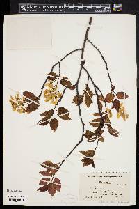 Amelanchier laevis image