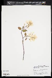 Amelanchier laevis image