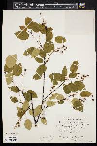 Amelanchier laevis image