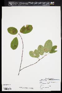 Amelanchier laevis image