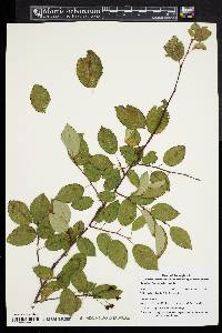 Amelanchier laevis image