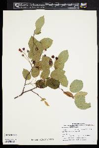 Amelanchier laevis image