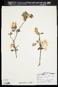 Amelanchier laevis image