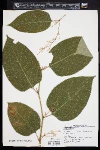 Reynoutria japonica image