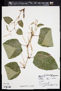 Reynoutria japonica image