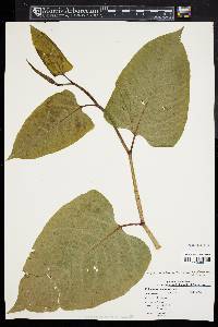 Fallopia sachalinensis image