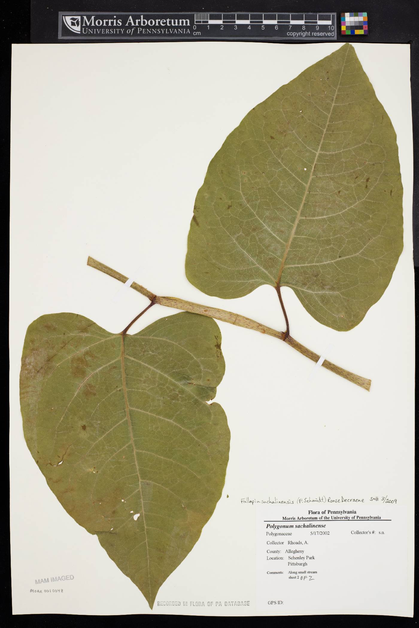 Fallopia sachalinensis image