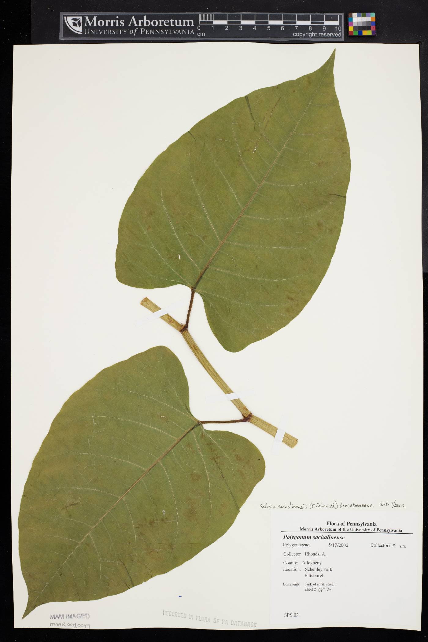 Fallopia sachalinensis image