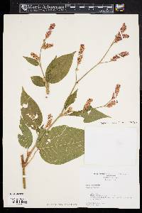 Persicaria orientalis image