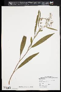 Rumex verticillatus image