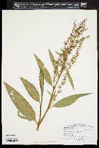 Rumex altissimus image