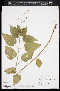 Circaea canadensis image