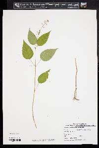 Circaea canadensis image