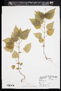 Circaea canadensis image