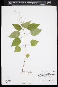 Circaea canadensis image