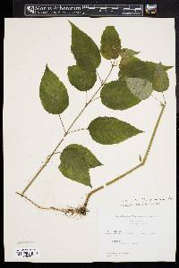 Circaea canadensis image