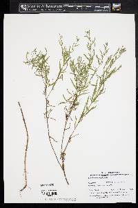 Epilobium leptophyllum image