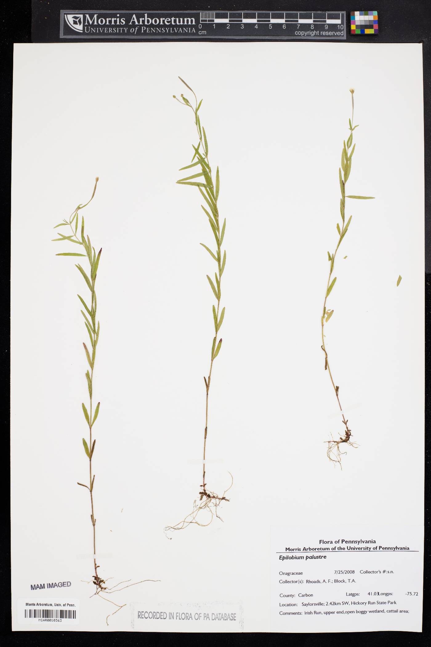 Epilobium palustre image