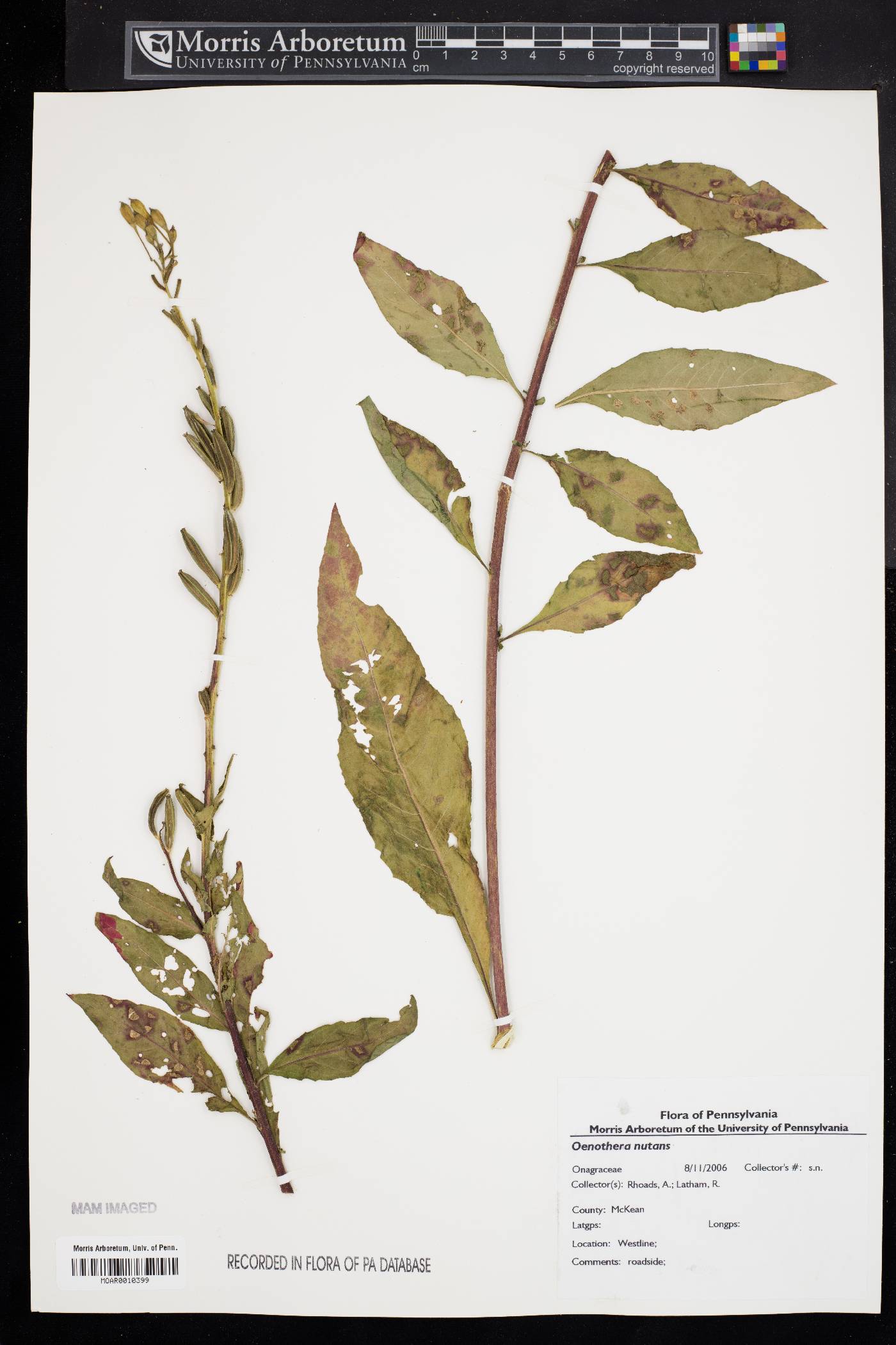 Oenothera nutans image