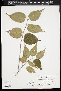 Stachyurus chinensis image