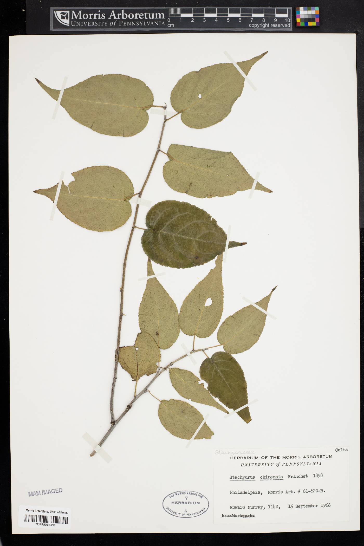 Stachyurus chinensis image