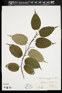 Stachyurus praecox image