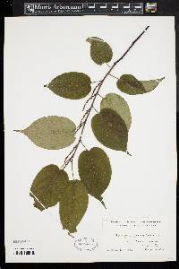 Stachyurus praecox image