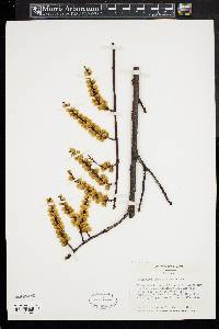 Stachyurus praecox image