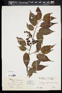 Stachyurus praecox image