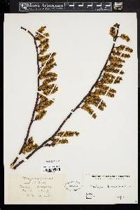 Stachyurus praecox image