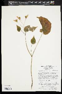Begonia sinensis image