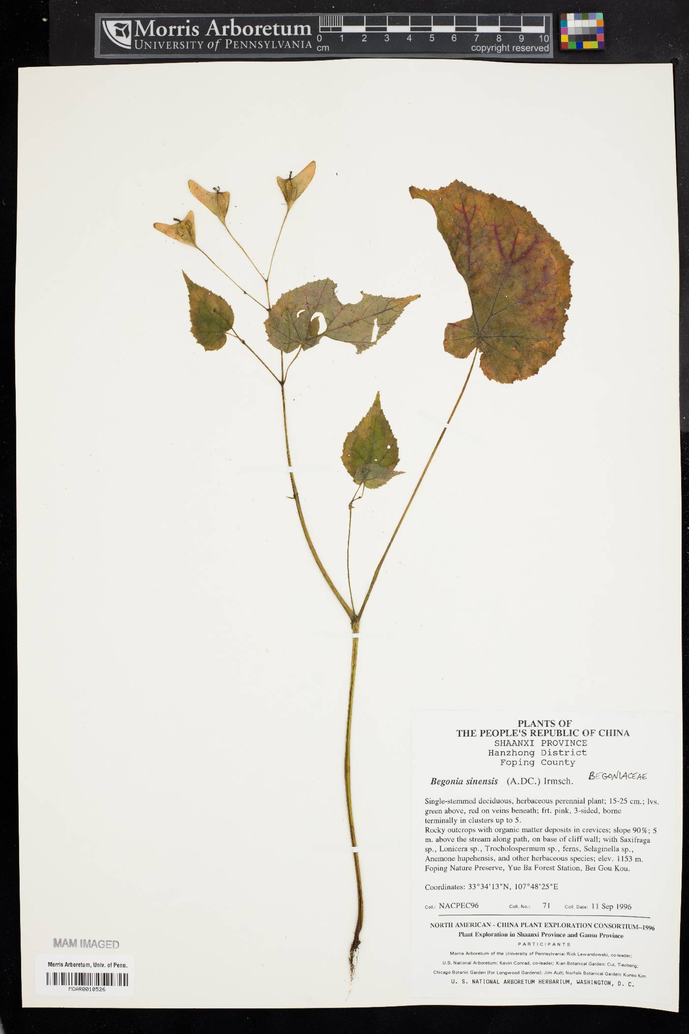 Begonia sinensis image