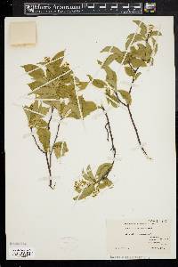 Celastrus scandens image