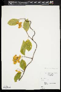 Celastrus scandens image