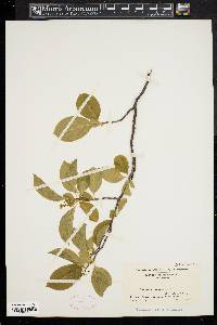 Celastrus scandens image