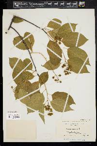 Celastrus scandens image