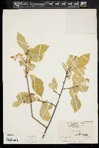 Celastrus scandens image