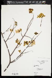 Celastrus scandens image