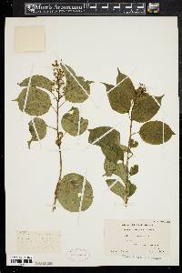 Celastrus scandens image