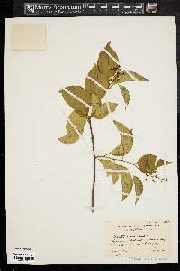 Celastrus scandens image