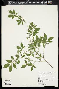 Euonymus alatus image