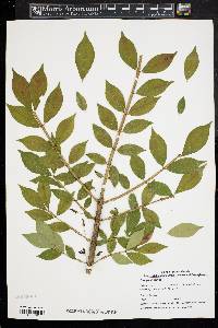 Euonymus alatus image