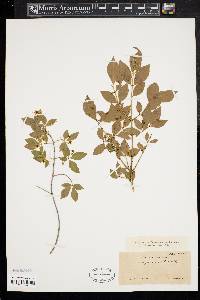 Euonymus alatus image