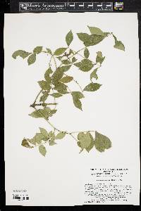 Euonymus alatus image